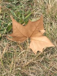 Close-up of dry leaves on grassy field