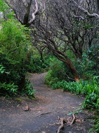 Trees in forest