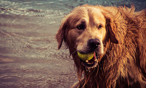 Close-up of golden retriever carrying tennis ball in mouth at lakeshore