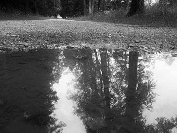 Reflection of trees in water