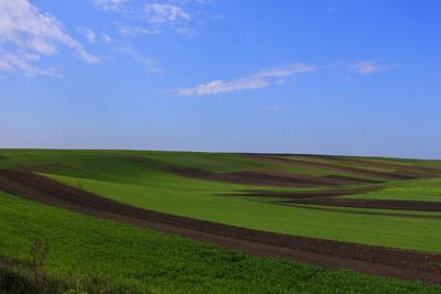 Scenic view of agricultural field against sky