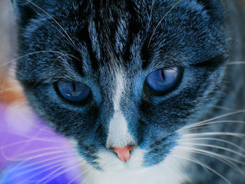 Close-up portrait of a cat