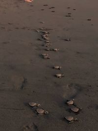 High angle view of footprints on sand at beach