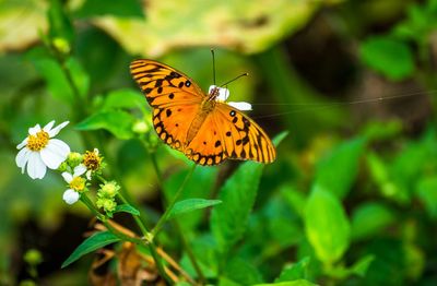 Close-up of butterfly pollinating on flower