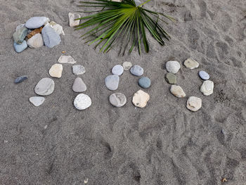 High angle view of seashells on beach