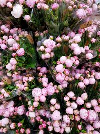 High angle view of pink flowering plant