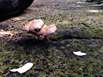 High angle view of bird on ground