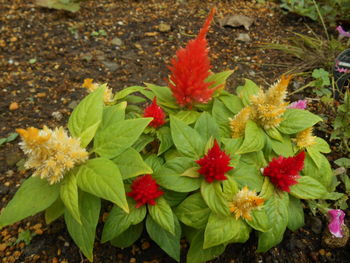 Close-up of fresh flowers in bloom