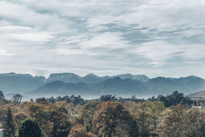 Trees in forest against sky