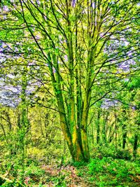 Trees growing on field in forest