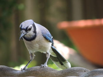 Close-up of bird perching on tree