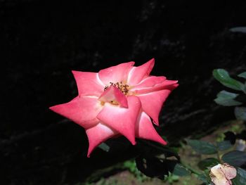 High angle view of pink hibiscus blooming outdoors