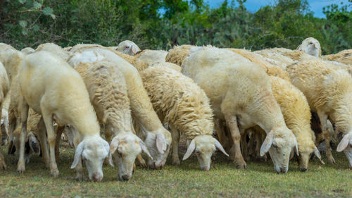 Sheep grazing in a farm