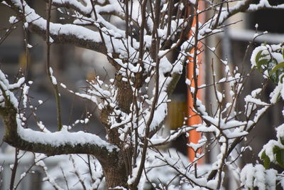 Close-up of snow covered tree