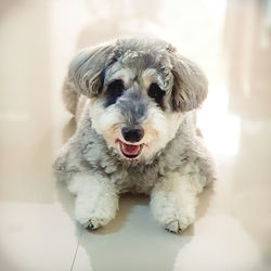 Close-up portrait of dog