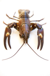 Close-up of insect on white background