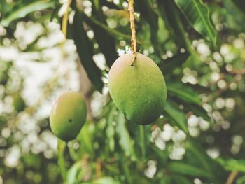 Close-up of fruits growing on tree