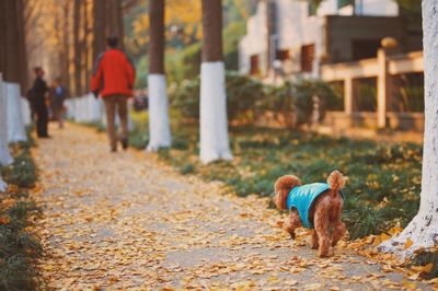 Dog in park