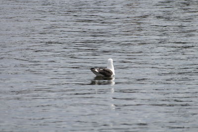 Duck swimming in lake