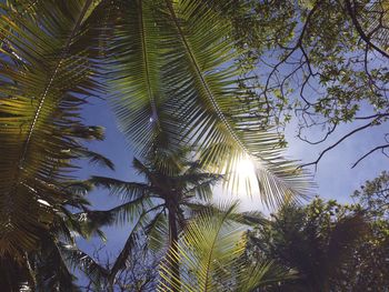 Low angle view of palm trees against sky