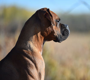 Close-up of a dog looking away