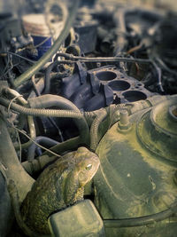 Close-up of snake