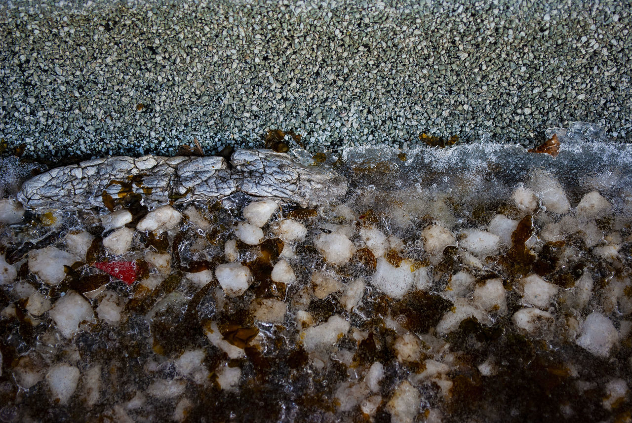 HIGH ANGLE VIEW OF INSECTS ON WET LAND