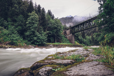 Scenic view of bridge over river in forest