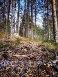 Surface level of trees in forest