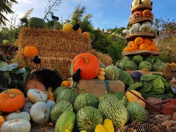 View of pumpkins for sale at market stall