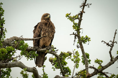 Low angle view of eagle perching on tree