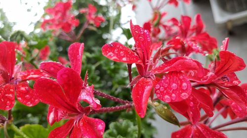 Close-up of wet red flowers blooming outdoors