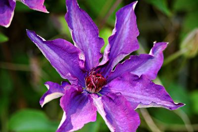 Close-up of purple clematis growing outdoors