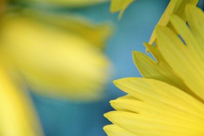 Close-up of yellow flowering plant