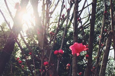 Low angle view of sun shining through trees
