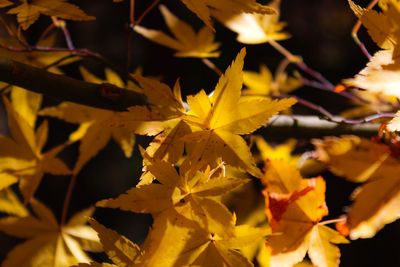 Close-up of yellow maple leaves