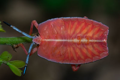 Close-up of insect on leaf