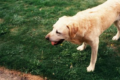 Close-up of dog on grass