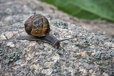 Close-up of snail on rock