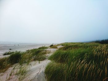 Scenic view of beach against clear sky