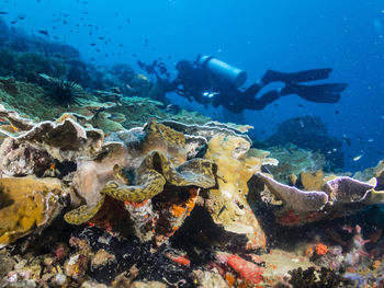 Aerial view of turtle swimming in sea