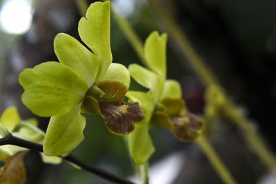 Close-up of yellow flowering plant