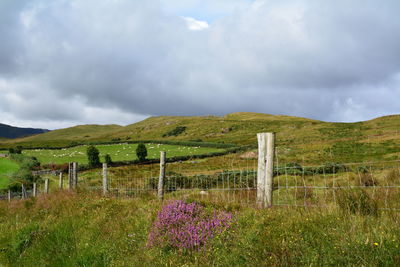 Purple flowering plants on land against sky