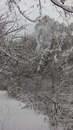 Close-up of tree against sky during winter