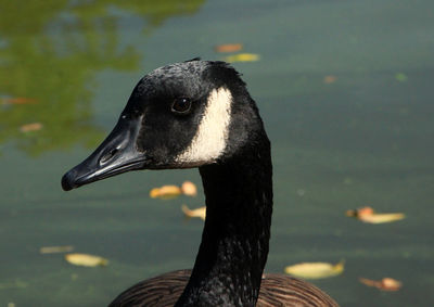 Close-up of a bird