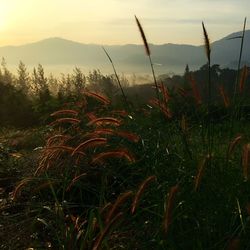 Close-up of grass on field against sky at sunset