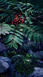 Close-up of red berries on tree