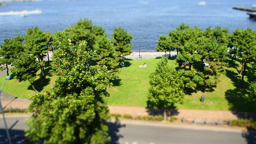 High angle view of trees by sea