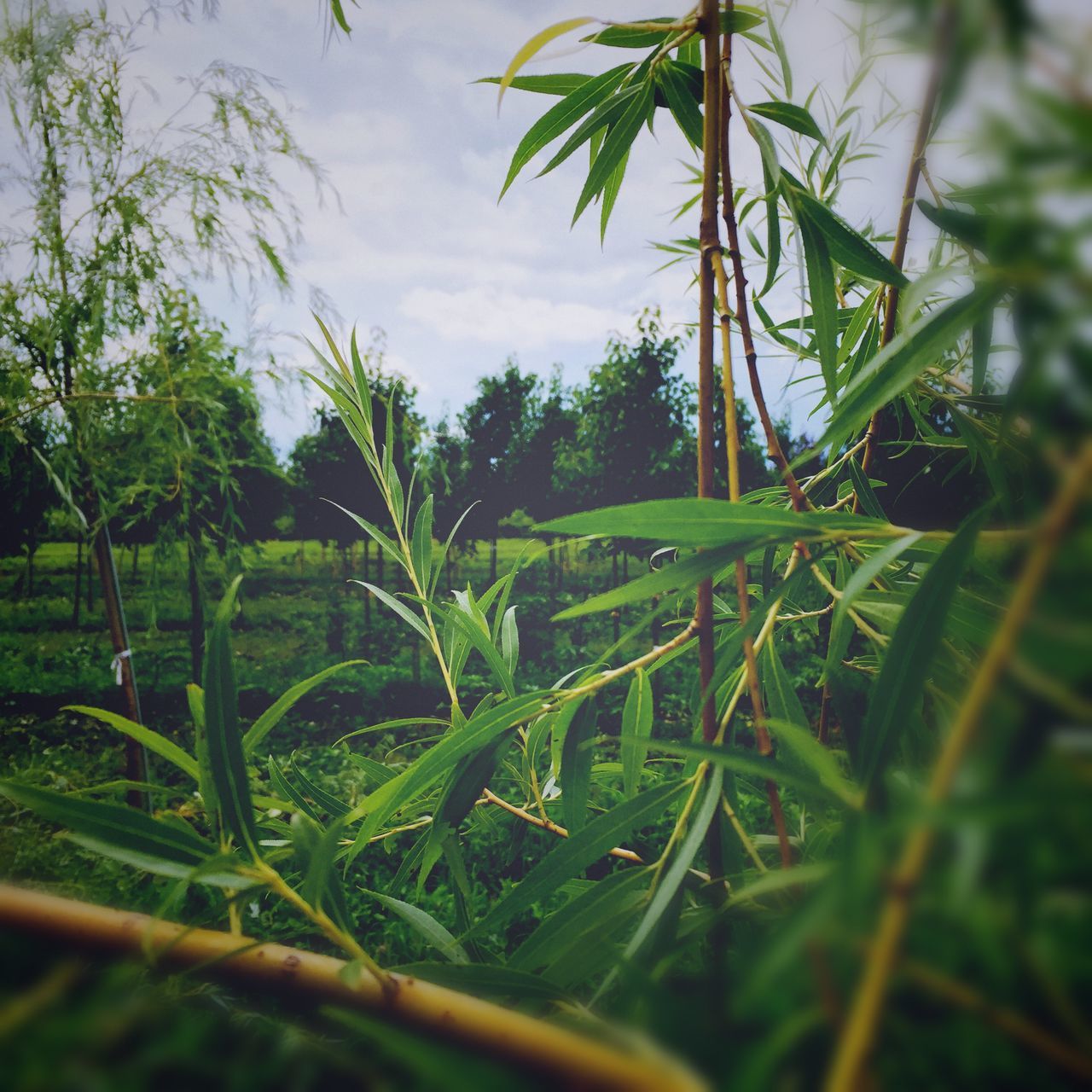 green color, growth, tranquility, tree, field, nature, tranquil scene, grass, beauty in nature, sky, plant, leaf, scenics, landscape, green, rural scene, agriculture, day, outdoors, no people