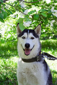 Portrait of smiling grey and white husky dog in a garden with blossom white flowers of apple tree.